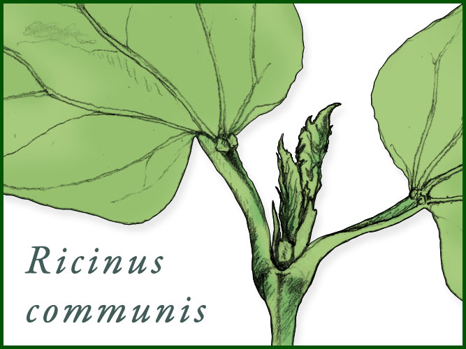 Keimling von Ricinus communis